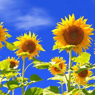 Beautiful sunflower field Ultra HD wallpaper