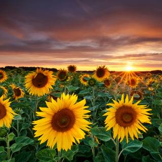 Beautiful sunflower field Ultra HD wallpaper