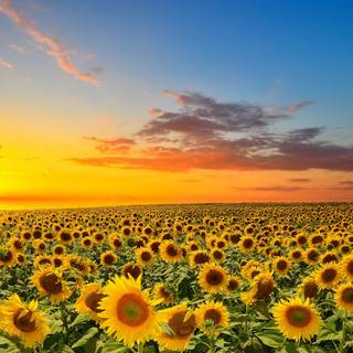 Beautiful sunflower field Ultra HD wallpaper