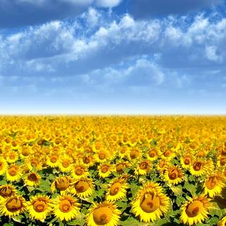 Beautiful sunflower field Ultra HD wallpaper