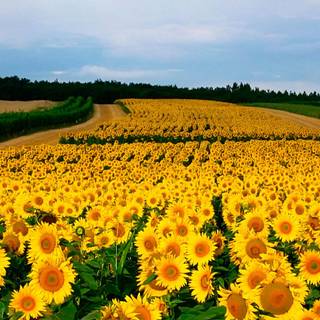 Beautiful sunflower field Ultra HD wallpaper