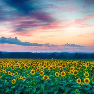 Beautiful sunflower field Ultra HD wallpaper