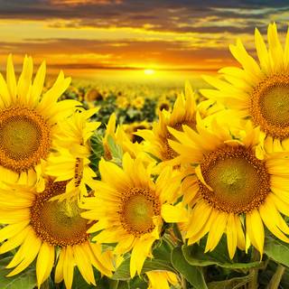 Beautiful sunflower field Ultra HD wallpaper