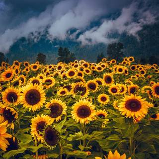 Beautiful sunflower field Ultra HD wallpaper