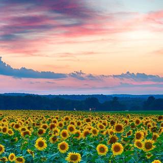 Beautiful sunflower field Ultra HD wallpaper