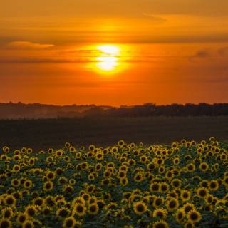 Beautiful sunflower field Ultra HD wallpaper
