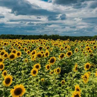 Beautiful sunflower field Ultra HD wallpaper