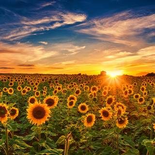 Beautiful sunflower field Ultra HD wallpaper