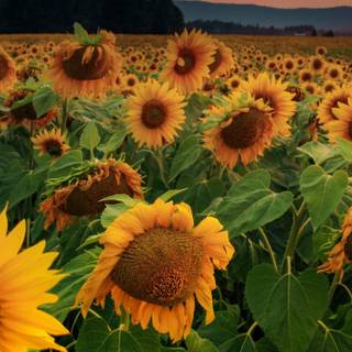 Beautiful sunflower field Ultra HD wallpaper