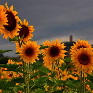 Beautiful sunflower field Ultra HD wallpaper