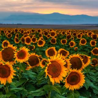Beautiful sunflower field Ultra HD wallpaper