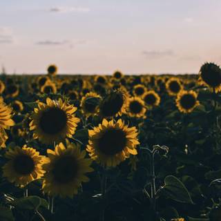 Beautiful sunflower field Ultra HD wallpaper