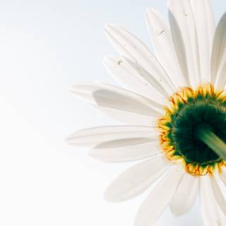 Minimal spring flower desktop wallpaper