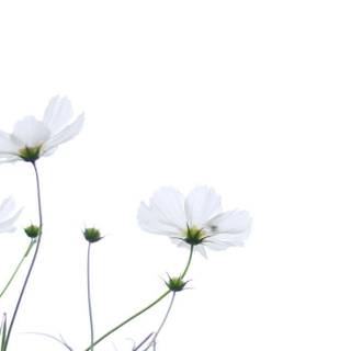 Minimal spring flower desktop wallpaper