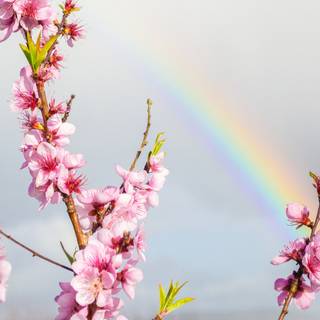 Spring rainbow sky wallpaper