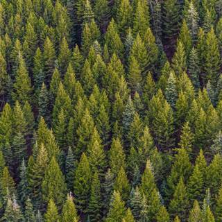 Spring pine forest wallpaper