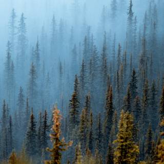 Spring pine forest wallpaper