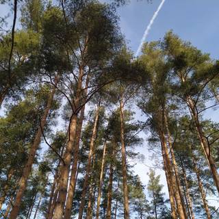 Spring pine forest wallpaper