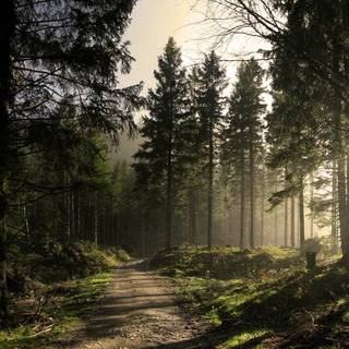 Spring pine forest wallpaper