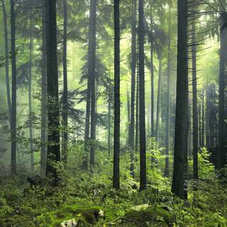 Spring pine forest wallpaper