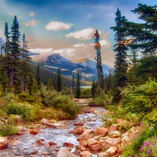 Spring pine forest wallpaper