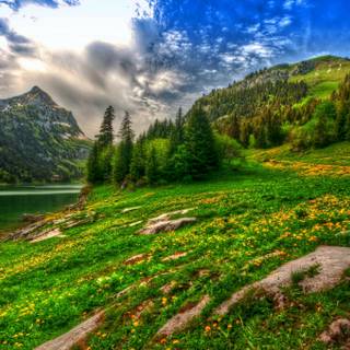 Spring pine forest wallpaper