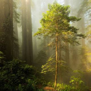 Spring pine forest wallpaper