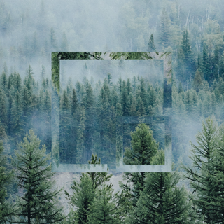 Spring pine forest wallpaper