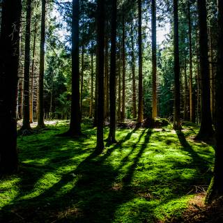 Spring pine forest wallpaper