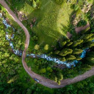 Spring pine forest wallpaper