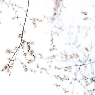 Minimal spring desktop wallpaper