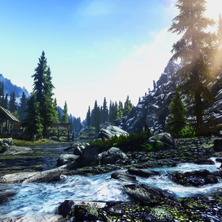 Spring pine forest wallpaper