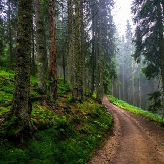 Spring trail wallpaper