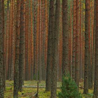 Spring pine forest wallpaper