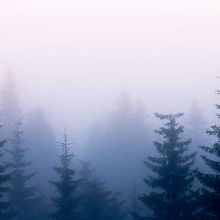 Spring pine forest wallpaper