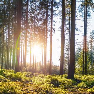Spring pine forest wallpaper