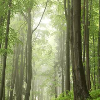 Spring trail wallpaper