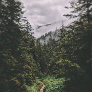 Spring pine forest wallpaper