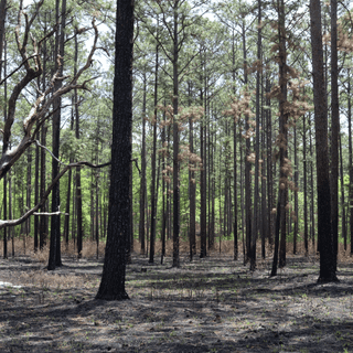 Spring pine forest wallpaper