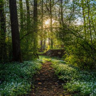 Spring trail wallpaper