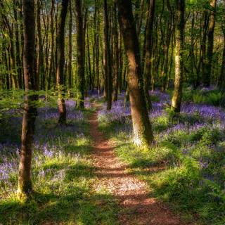 Spring trail wallpaper