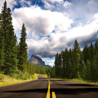 Spring pine forest wallpaper