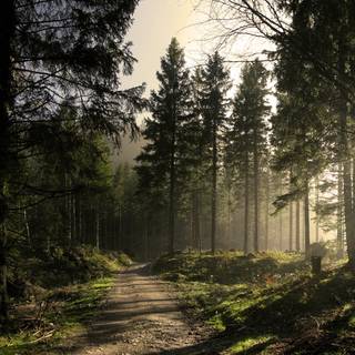 Spring trail wallpaper