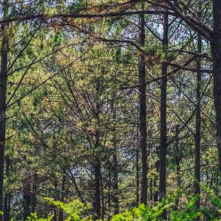 Spring pine forest wallpaper