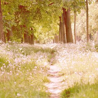 Spring trail wallpaper