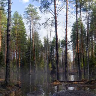 Spring pine forest wallpaper