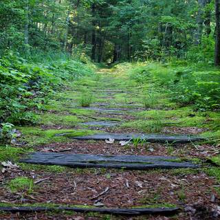 Spring trail wallpaper