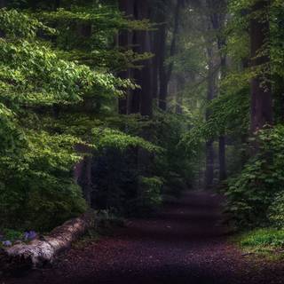 Spring trail wallpaper