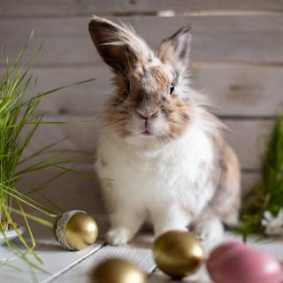 Easter bunny 2023 wallpaper