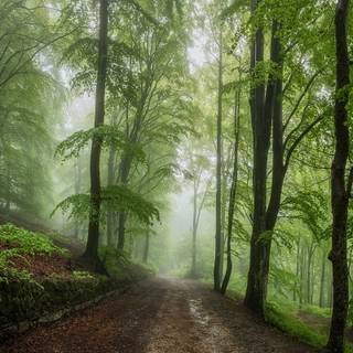 Spring trail wallpaper